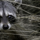 Bugs and Beyond Wildlife Control - Pest Control Services