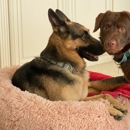 Above & Beyond Pet Clinic - Veterinary Clinics & Hospitals