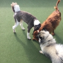 Barking Lot Doggy Daycare & Resort - Dog Day Care