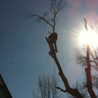 Top of the Morning Tree Care