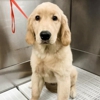 Scenthound Overland Park gallery