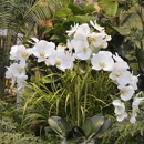 The Stalk Market Fine Silk Florals - Artificial Flowers, Plants & Trees