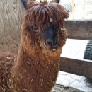 Palm Harbor Pet Grooming - Pet Grooming