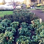 Bear Creek Nursery Rhododendrons