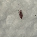 Naughty Nits - Lice Clinics of America - Buffalo - Beauty Salons