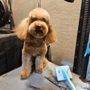 AZ Precision Pet LLC - Pet Grooming