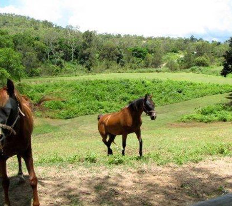 Townsville Agistment - Roseneath, QLD