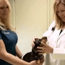 Alta Sierra Veterinary Hospital - Veterinary Clinics & Hospitals