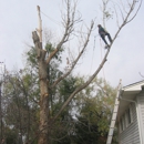 3 D Tree Care - Arborists