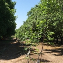 Bonilla Nursery - Nurseries-Plants & Trees