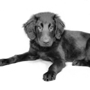 Old Town Pet Portraits - Photography & Videography
