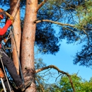 Clavin Tree Service - Tree Service