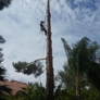 TDR Tree Services - Mesa, AZ. Large pine tree removal in Mesa AZ