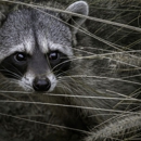 Go Pro Wildlife Removal - Pest Control Services