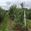 Norton Brothers Fruit Farm gallery