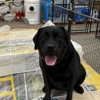 Dog Training Elite Greater Cleveland gallery