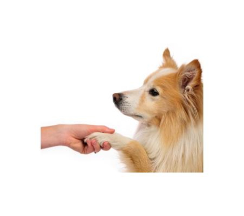 Pets Eternal Pet Memorial Services - Greenbank, QLD