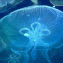 Virginia Aquarium & Marine Science Center - Movie Theaters