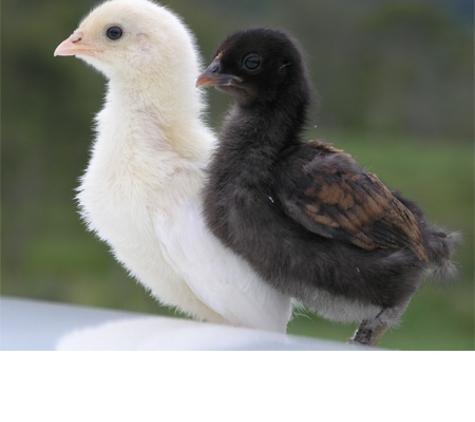 Cheep & Quack Hatchery - Deer Vale, NSW