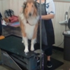 Sudzy Puppy Pet Grooming gallery