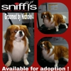 Sniffy's Dog Salon gallery