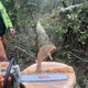 A.B. Land & Tree Service