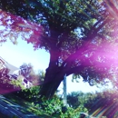 Roadrunners Inc Tree Services - Tree Service