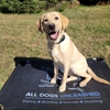 All Dogs Unleashed Dog Training Denver gallery