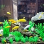 AQUARIUMS FOR LIFE! Aquarium Maintenance Service,  Formerly "That Fish Guy"