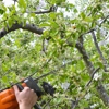 Tree Pros, Inc gallery