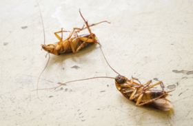 Canadys Termite and Pest Control