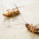 Canadys Termite and Pest Control - Pest Control Services