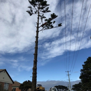 BDS Tree Care