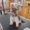 Pet Place Grooming Inc. gallery