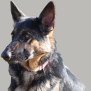 Greg Smith Canine Consulting - Dog Training