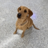 My Red Fox Labs gallery