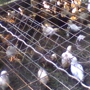 Godwin Animal & Poultry Auction