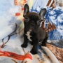 Distinctive French Bulldogs