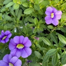 Planthaven Farms - Garden Centers