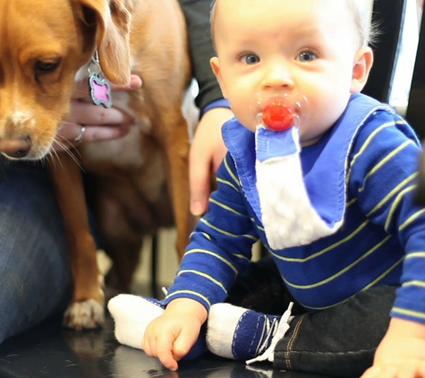 Village Animal Hospital - Lexington, KY