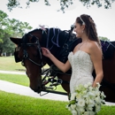 Avalon West Carriage Service - Horse & Carriage-Rental