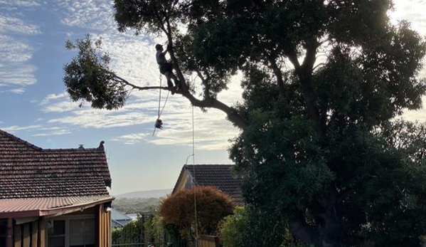 Cape Tree Service Mount Barker, Porongurup and Kendenup - Mount Barker, WA