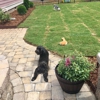 Fluffs of Luv Pet Sitting & Dog Walking gallery