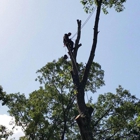 ArborCo Tree Service