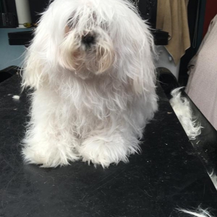 Superb Dog Grooming - Wheelers Hill, VIC