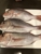 Casula Fish Market Pty Ltd - Fish & Seafood - Retail