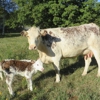 Amesbury Animal Hospital gallery