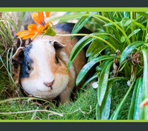 The Springs Garden World - Outdoor Furniture - Kearneys Spring, QLD. Winter Gardening