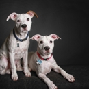 Lucky Pup Photography - Pet Services