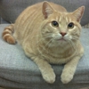 Scruffy to Fluffy gallery